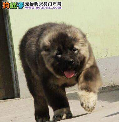 高加索犬尿很黄是上火了吗