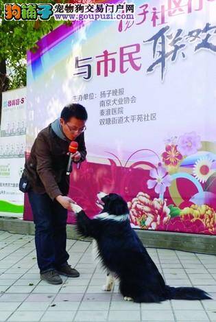 犬业协会组织文明养犬活动 内容丰富亮点多