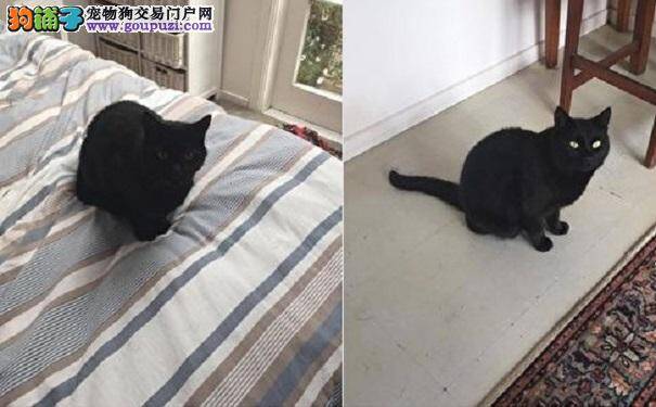 新西兰男子绑架邻居的猫还喂药 真相竟如此