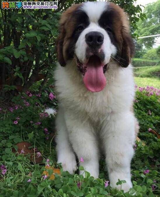 圣伯纳犬洗澡后，没精神咳嗽是感冒吗