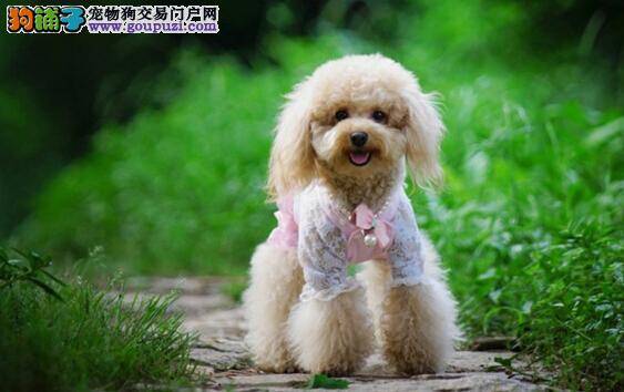 如果挑选玩具型的贵宾犬以及怎样判断它的身体健康
