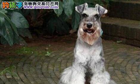 优质雪纳瑞，如何正确挑选，你知道多少