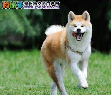 秋田犬很喜欢舔各种各样的东西 怎么纠正