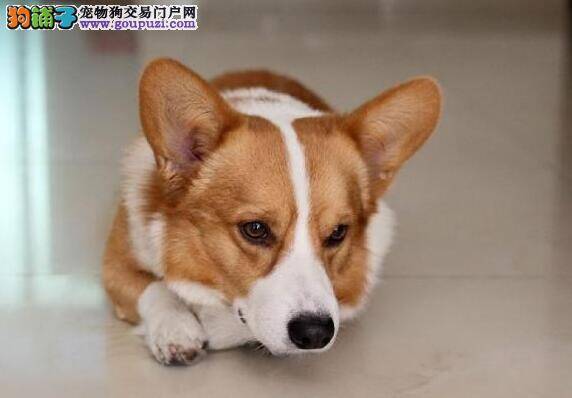 柯基犬吃坏肚子的治疗方法