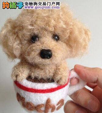 医疗宝典 茶杯犬患上湿疹的病症及处理方法