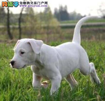 关注细节 怎样挑选健康的杜高犬