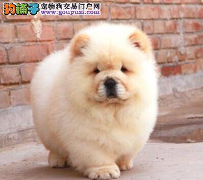 松狮犬最近拉果冻状的便便是什么问题