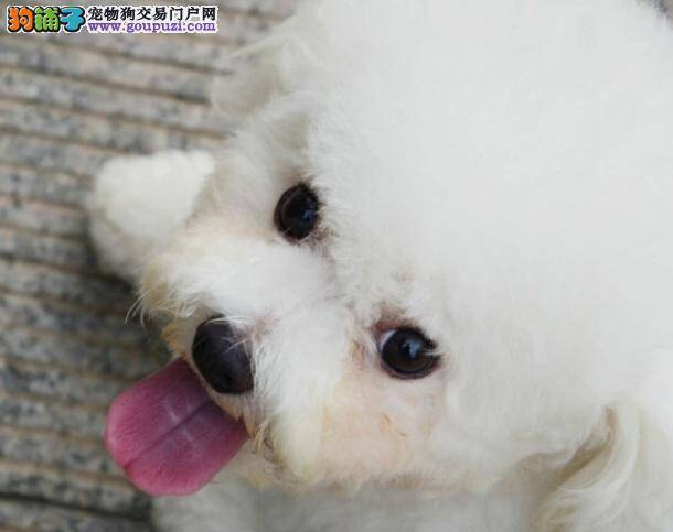 通过舌头颜色判断比熊犬是否健康的方法