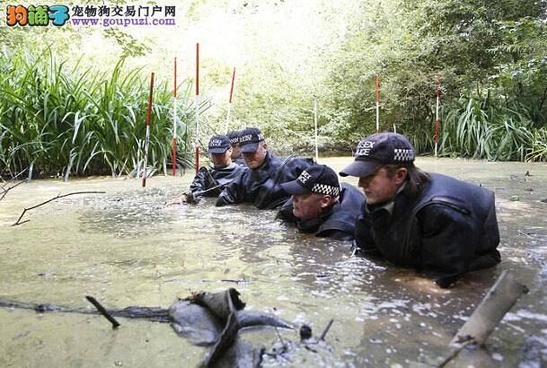 好奇小狗池塘内发现赃物 帮助失主找到丢失物品