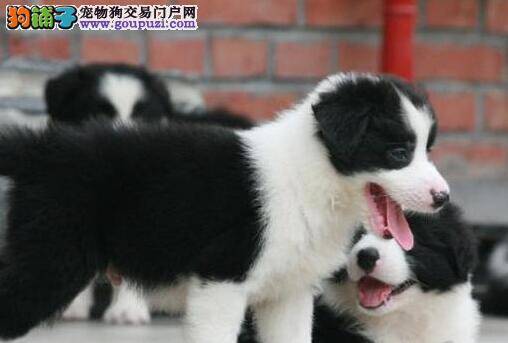 边境牧羊犬身上很痒，掉毛应怎么办