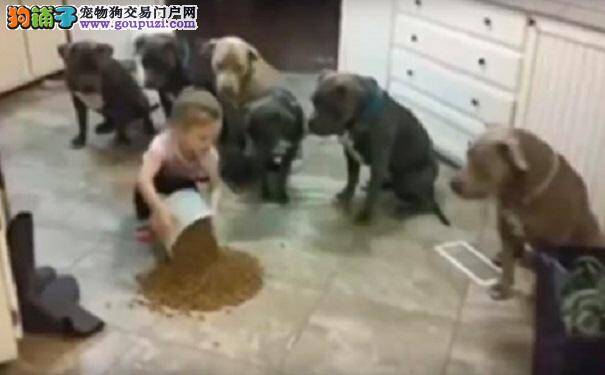 4岁童面对一群饥肠辘辘的斗牛犬 旁边就是狗粮