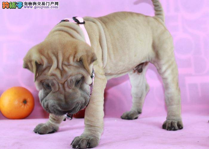 三个月的沙皮狗可以洗澡吗 求解答