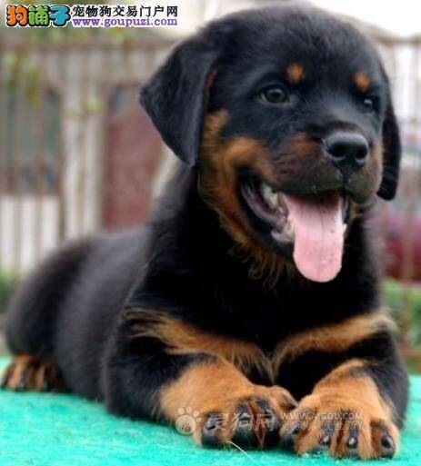 罗威纳犬便便很黑，呕吐是怎么回事