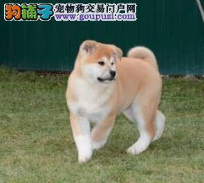 秋田犬食欲不振喂什么食物它能喜欢