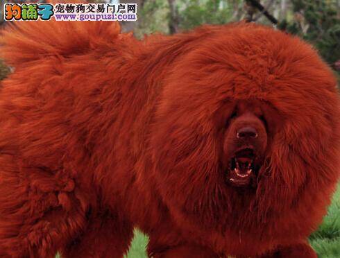 美容全攻略 轻松的解决藏獒毛发打结的毛病