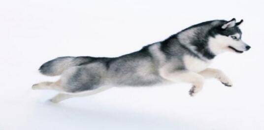 想养好阿拉斯加雪橇犬，就要注意这几点