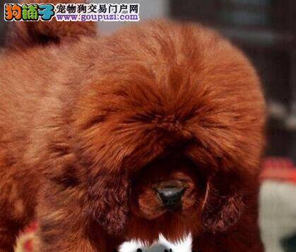 刚买的藏獒拉绿色的稀屎应如何医治