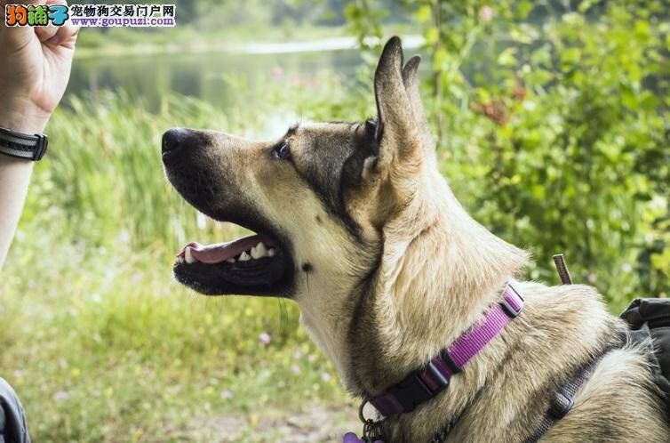 家里德国牧羊犬叫都叫不来！是天生的叛逆吗