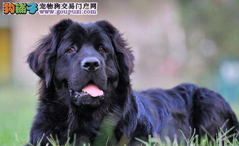 化敌为友 让纽芬兰犬与猫咪和谐相处的好方法