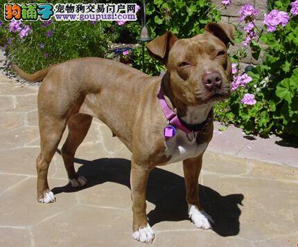 带犬乘车误区多 与比特犬一起乘车最易犯的错误