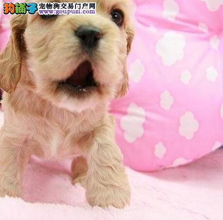 挑选合适的可卡犬，让生活充满阳光