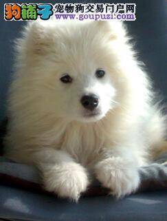 分辨萨摩耶犬晕车的症状是怎样的