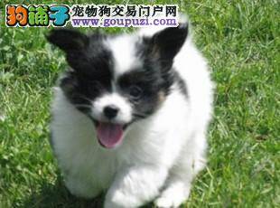 蝴蝶犬妊娠期和哺乳期应该如何喂养