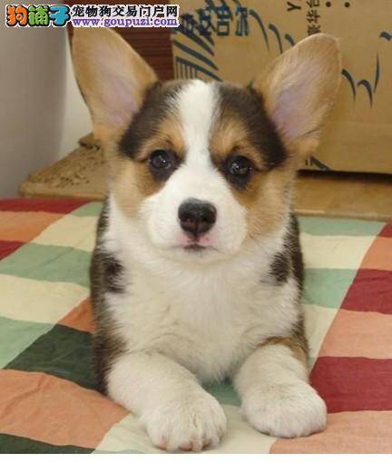 快三个月的柯基犬每餐吃多少狗粮合适