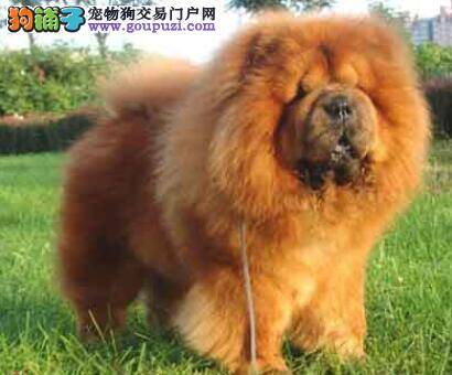 负责任的告诉你松狮犬的品种标准具有怎样的特点