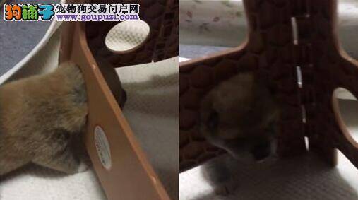 拔不出来!迷糊小柴犬头卡洞口 柴犬妈妈一脸淡定