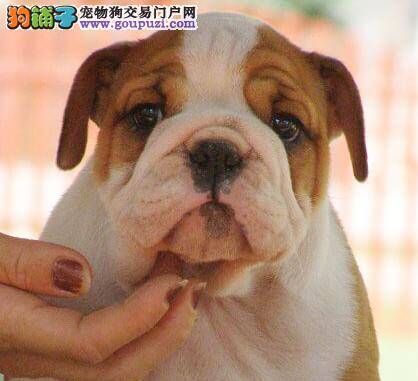 斗牛犬半夜口吐黄水是什么原因 求解答