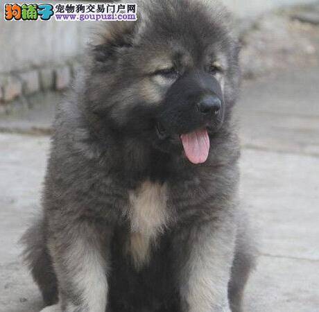 高加索犬的选购方法有哪些是需要慎重考虑的