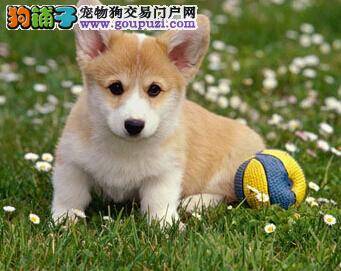 巧手医生轻松解决柯基犬鼻子干的问题