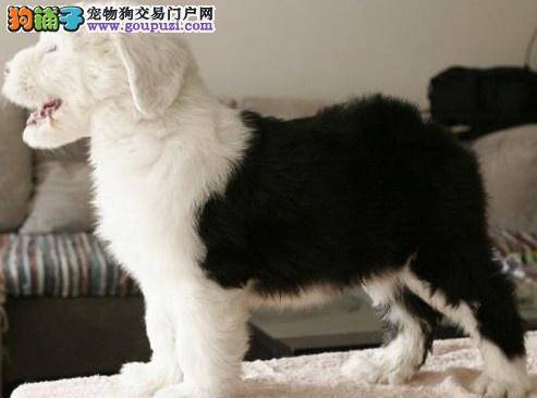 古代牧羊犬大便不成形带血是什么病