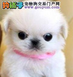 京巴狗是否好养