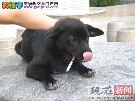 小黑狗会吸烟 超级聪明可爱