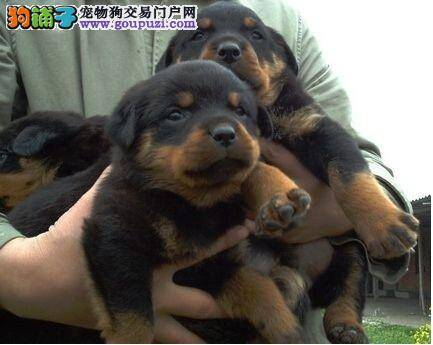 三个月的罗威纳犬患上细小应如何医治