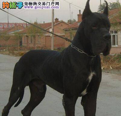 饲养全攻略 如何正确的与大丹犬交流