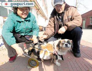 800流浪猫狗缺衣少食过冬追踪50余热心人欲助