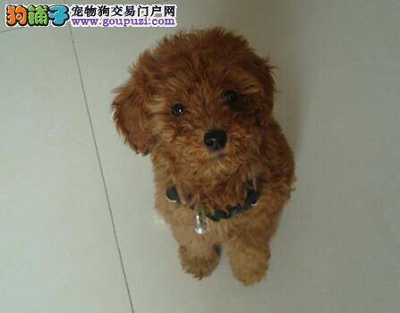 刷牙小秘诀 怎样提高给泰迪犬刷牙的效率