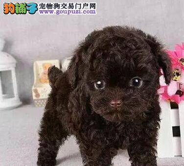 泰迪犬每日喂食次数多少最适宜