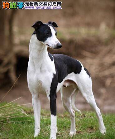 格力犬是否可以吃木糖醇