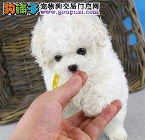 一个多月的泰迪犬不打疫苗可以吗 注射期间应注意什么