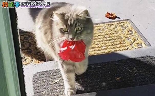 猫咪屋外喵喵叫 主人打开门 没想到它竟送来漂亮礼物