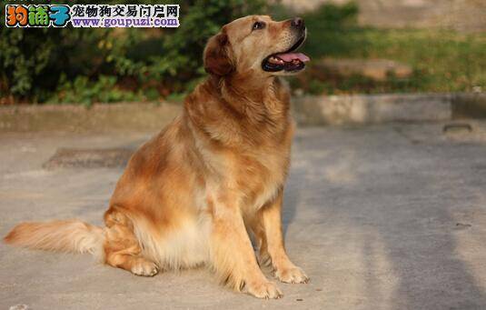 走出饲养金毛犬常见的三个误区