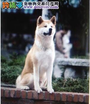郑州市民代表给规范养犬工作提建议：给狗强制上保险