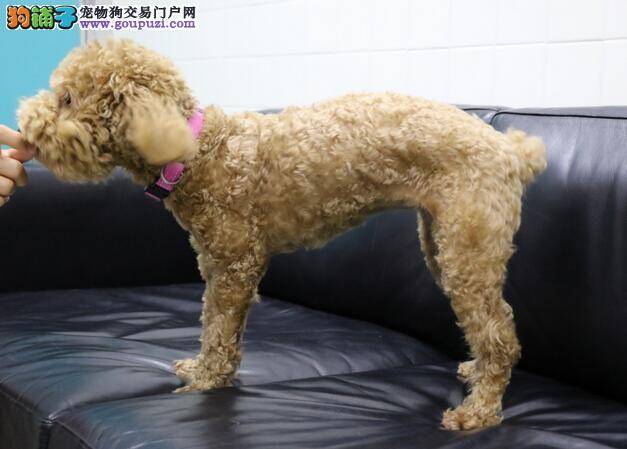 【失去尾巴的小狗】为美观截尾 NPV：香港要有饲主法