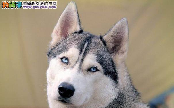 哈士奇打喷嚏 西伯利亚雪橇犬生病的14种症状表现