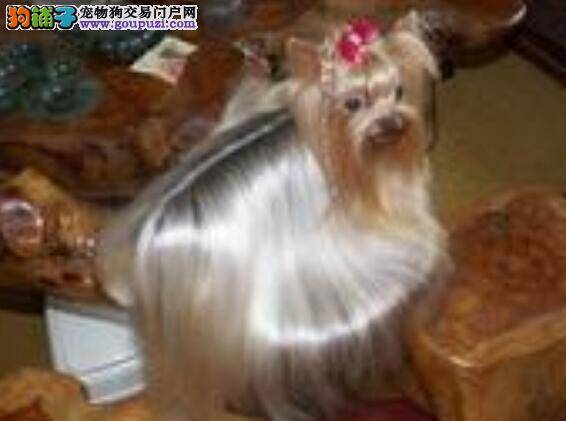 家庭小护士 天气寒冷怎样处理约克夏的冻伤