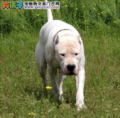 选狗要考虑的那点事儿 杜高犬的犬种特点